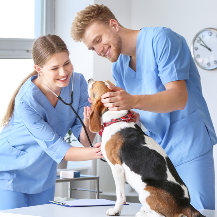 Two smiling veterinarians in blue scrubs examine a beagle with a stethoscope in a bright clinic, conveying caring teamwork during a checkup.